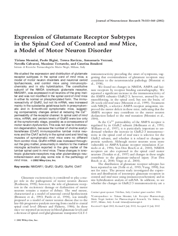(PDF) Expression of glutamate receptor subtypes in the spinal cord of ...