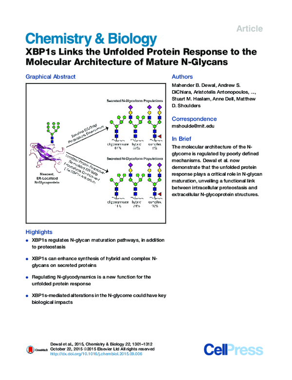 (PDF) XBP1s Links the Unfolded Protein Response to the Molecular ...