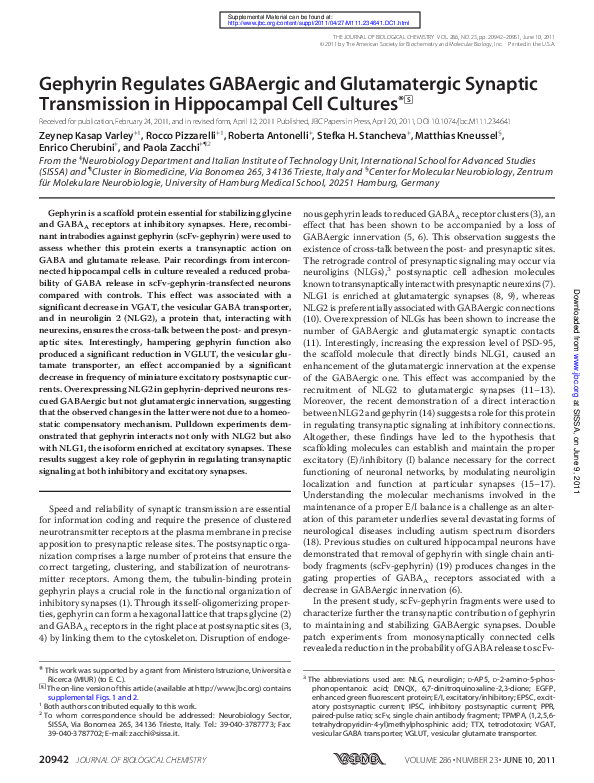 (PDF) Gephyrin regulates GABAergic and glutamatergic synaptic ...