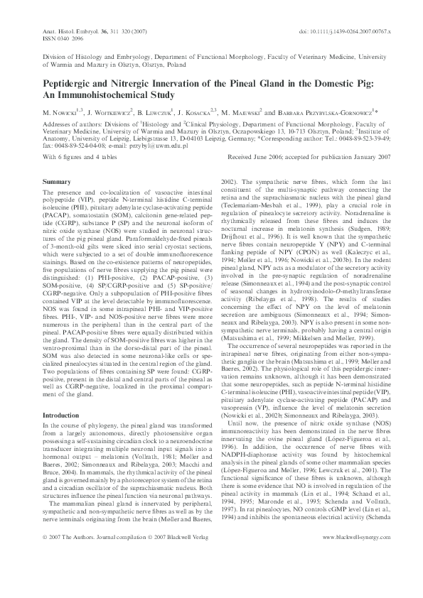 (PDF) Peptidergic and Nitrergic Innervation of the Pineal Gland in the ...
