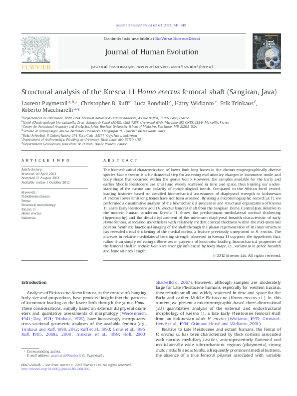 (PDF) Structural analysis of the Kresna 11 Homo erectus femoral shaft ...