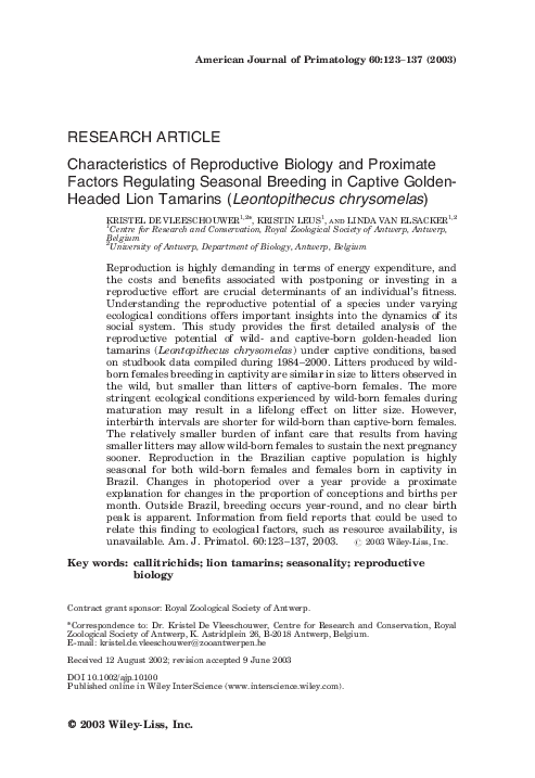 Leontopithecus chrysomelas essay 07 image