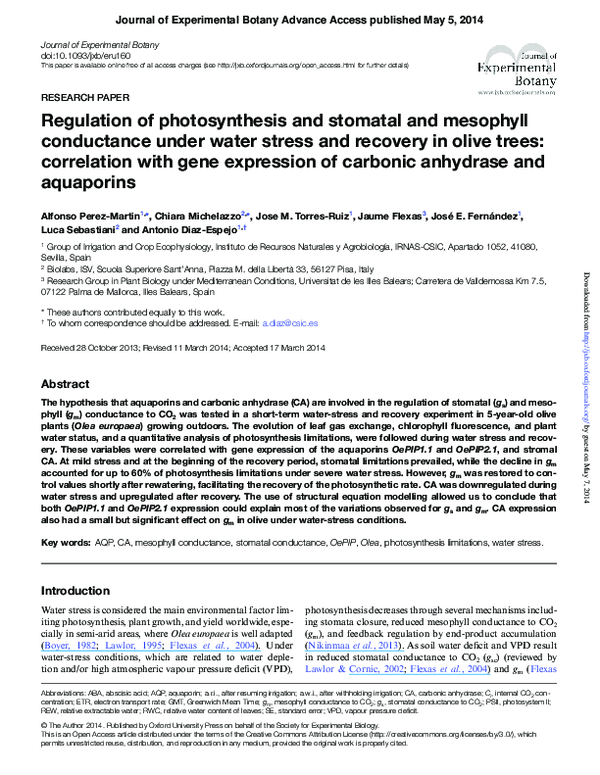 PDF) Regulation of photosynthesis and stomatal and mesophyll 