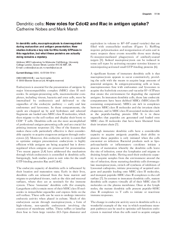 (PDF) Dendritic cells: New roles for Cdc42 and Rac in antigen uptake?