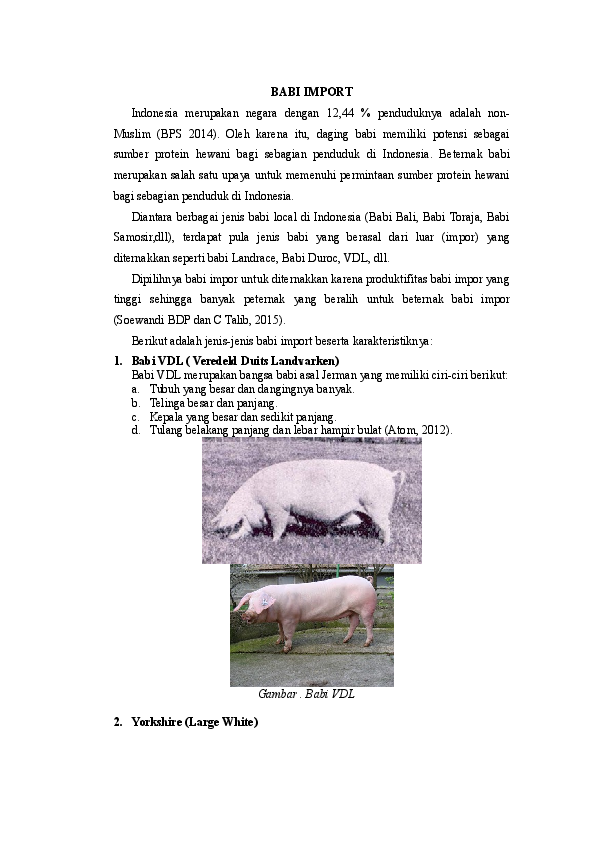78+ Gambar Babi Tamworth Paling Keren 78+ Gambar Babi Tamworth Paling Keren