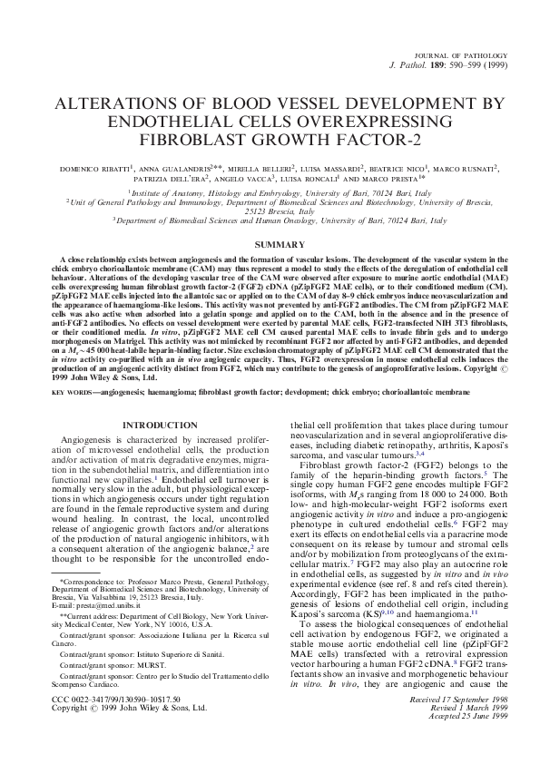Endothelial tissue purpose image