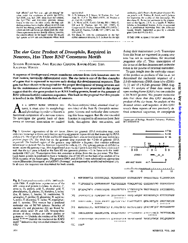 (PDF) The elav gene product of Drosophila, required in neurons, has ...