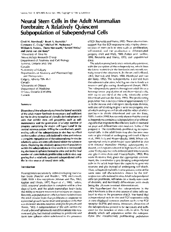 (PDF) Neural stem cells in the adult mammalian forebrain: A relatively ...