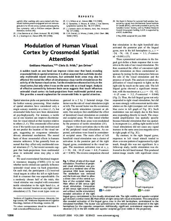 (PDF) Modulation of Human Visual Cortex by Crossmodal Spatial Attention