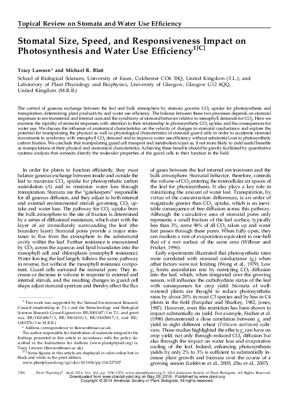 What closes the stomata picture