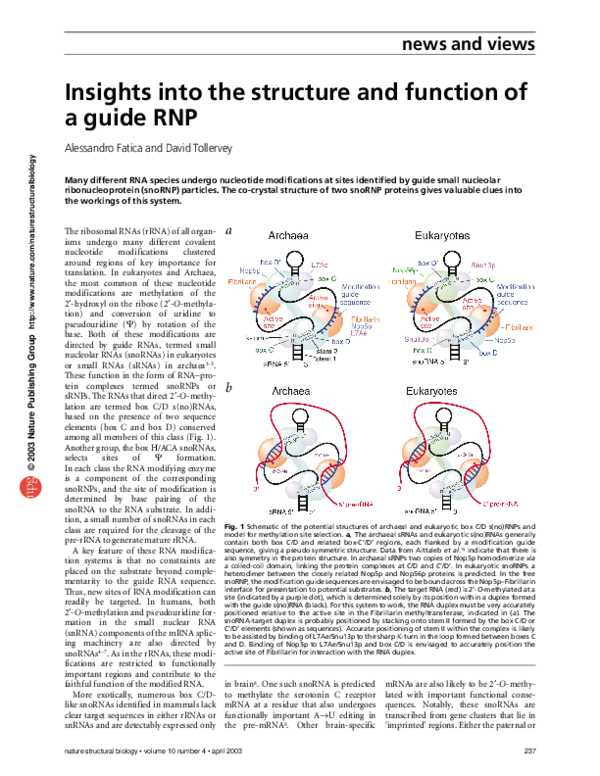 (PDF) Insights into the structure and function of a guide RNP