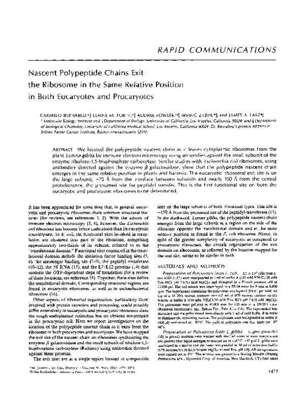 (PDF) Nascent polypeptide chains exit the ribosome in the same relative ...