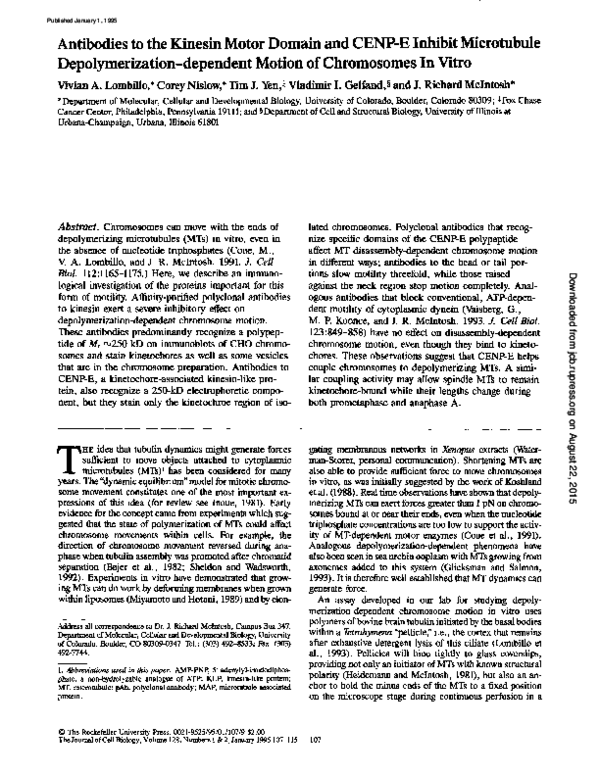 (PDF) Antibodies to the kinesin motor domain and CENP-E inhibit ...