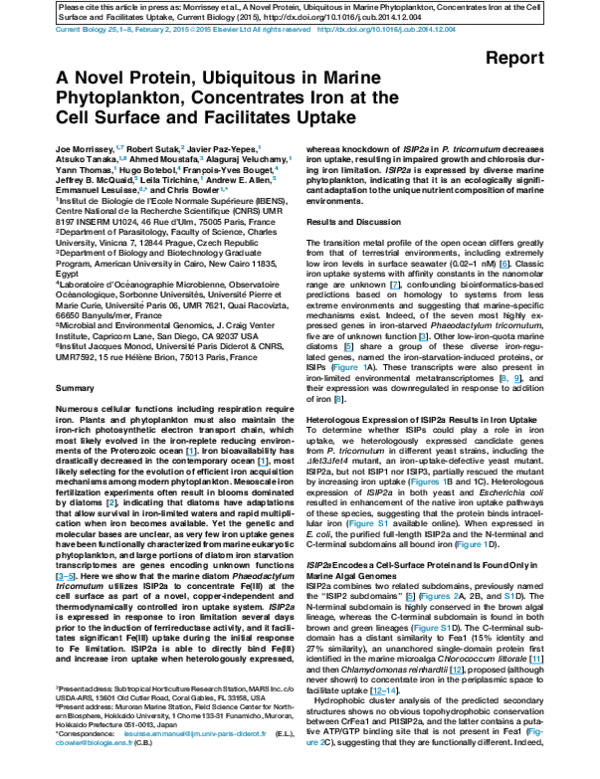 Marine phytoplankton supplement picture