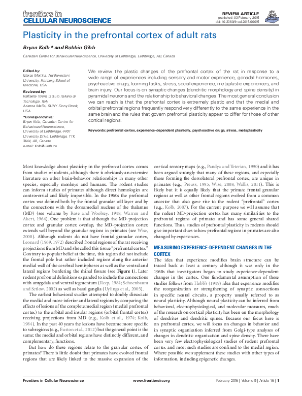 (PDF) Plasticity in the prefrontal cortex of adult rats