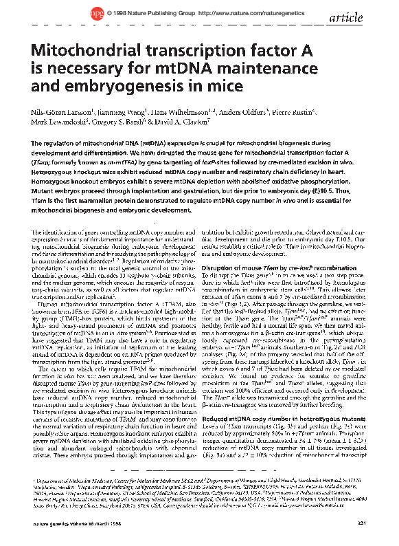 (PDF) Mitochondrial transcription factor A is necessary for mtDNA ...