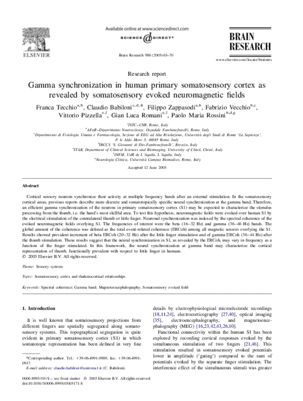 (PDF) Gamma synchronization in human primary somatosensory cortex as ...