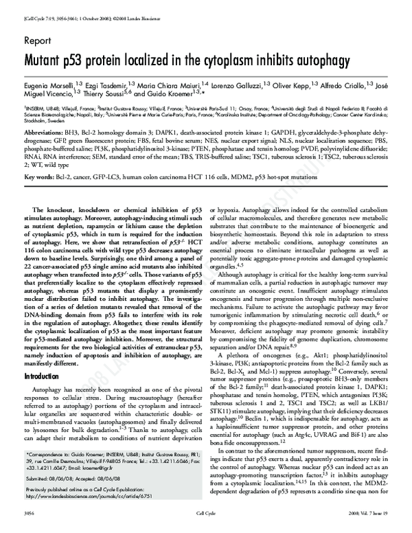 (PDF) Mutant p53 protein localized in the cytoplasm inhibits autophagy