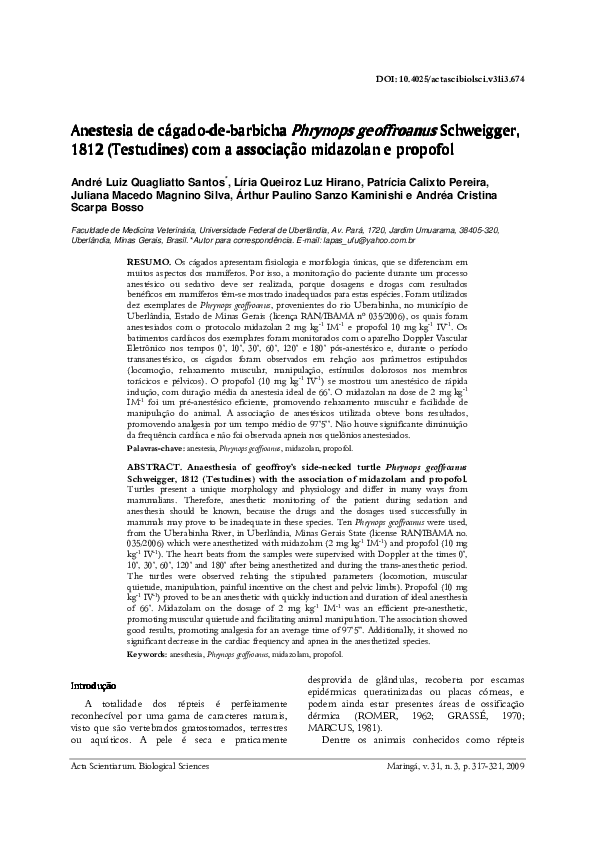 Testudines essay picture