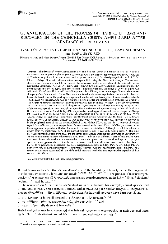 White chinchilla picture