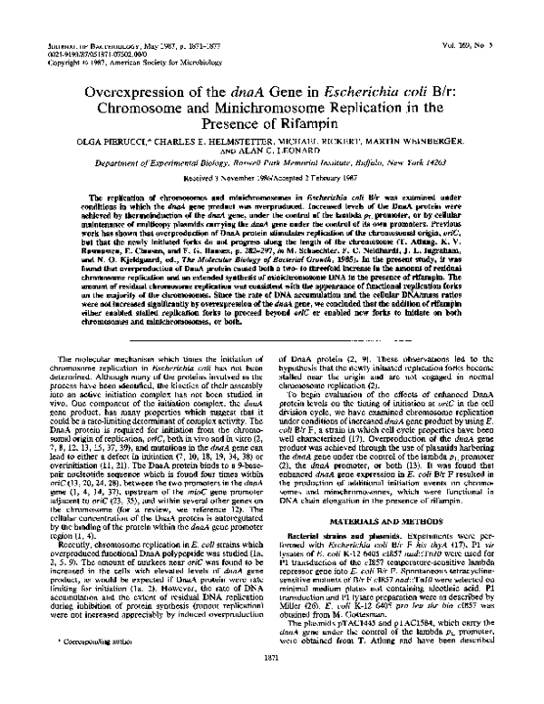 Essay on minichromosome picture