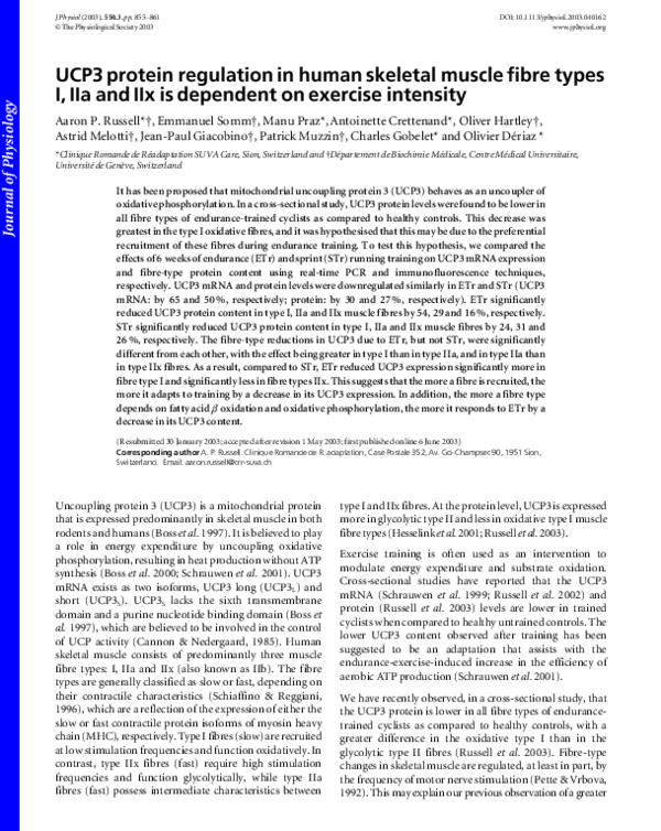 (PDF) UCP3 protein regulation in human skeletal muscle fibre types I ...