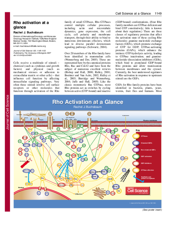 (PDF) Rho activation at a glance