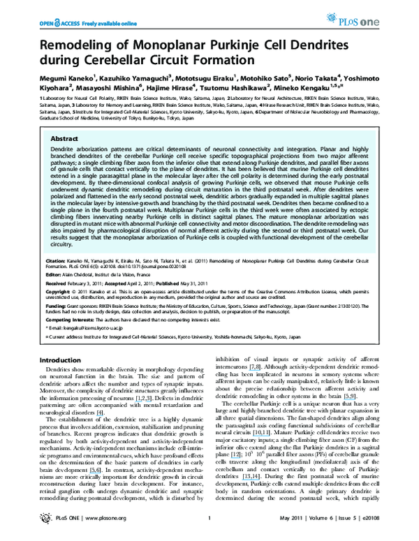 (PDF) Remodeling of Monoplanar Purkinje Cell Dendrites during ...