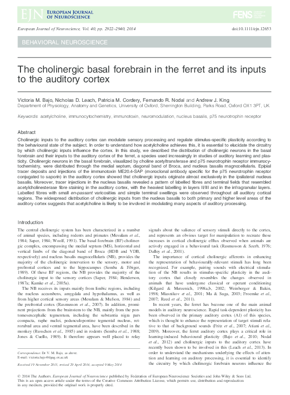(PDF) The cholinergic basal forebrain in the ferret and its inputs to ...