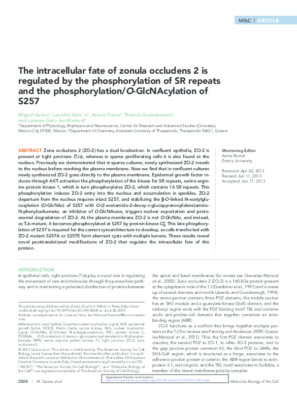 (PDF) The intracellular fate of zonula occludens 2 is regulated by the ...