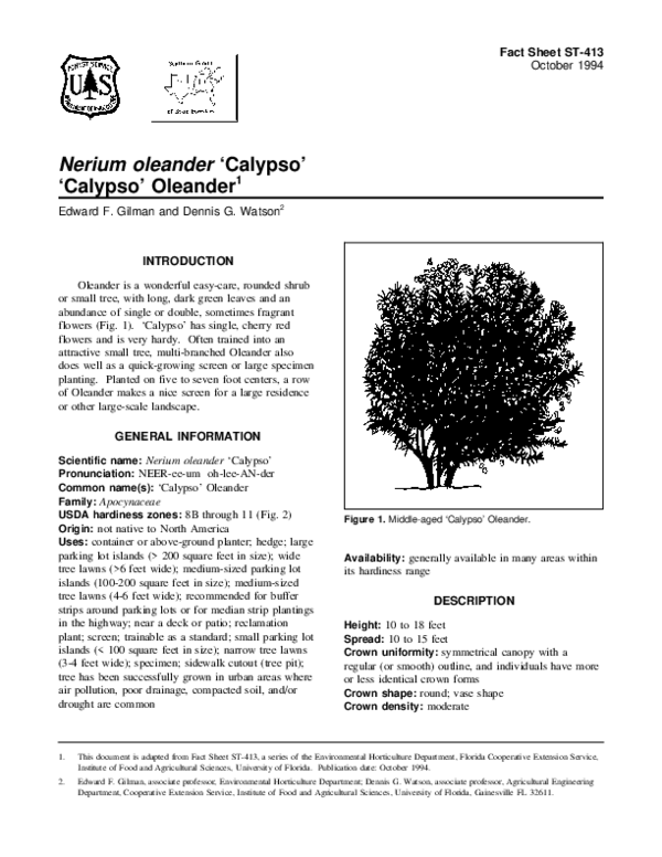 Red oleanders essay 08 picture