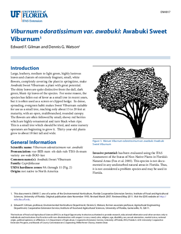 (PDF) Viburnum odoratissimum var. awabuki: Awabuki Sweet Viburnum1