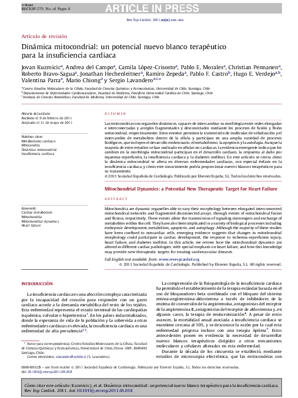 (PDF) Mitochondrial dynamics: a potential new therapeutic target for ...