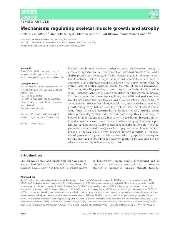 (PDF) Mechanisms regulating skeletal muscle growth and atrophy