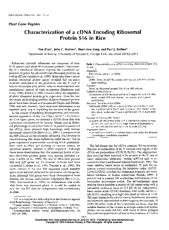 (PDF) Characterization of a cDNA encoding ribosomal protein S16 in rice