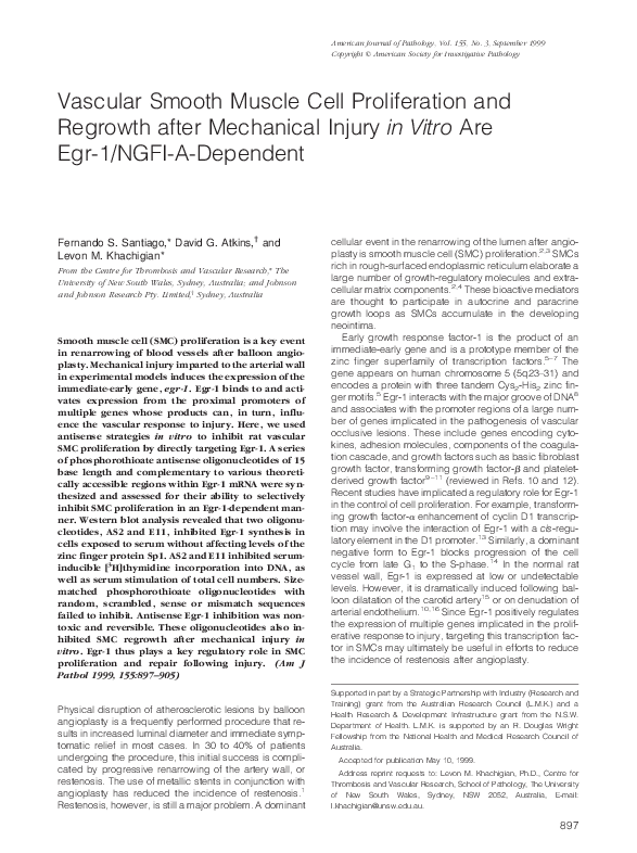 (PDF) Vascular Smooth Muscle Cell Proliferation and Regrowth after ...