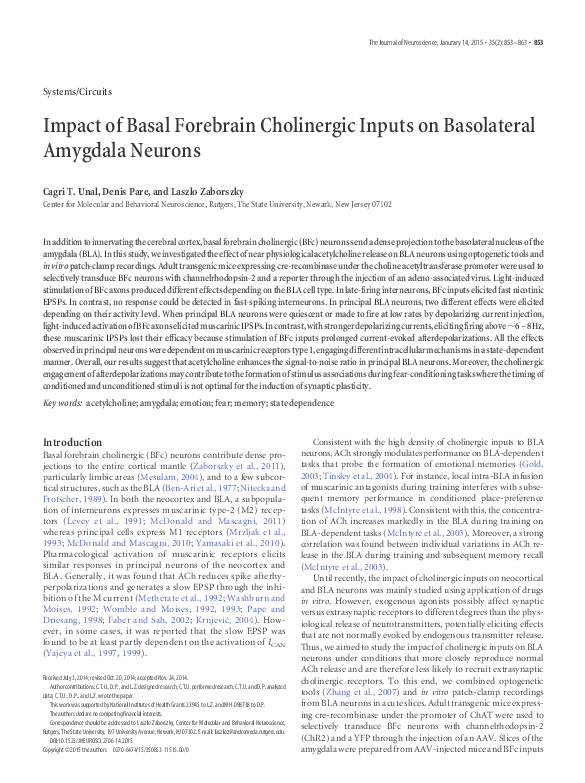 (PDF) Impact of basal forebrain cholinergic inputs on basolateral ...