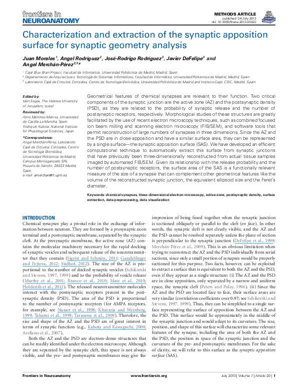 (PDF) Characterization and extraction of the synaptic apposition ...