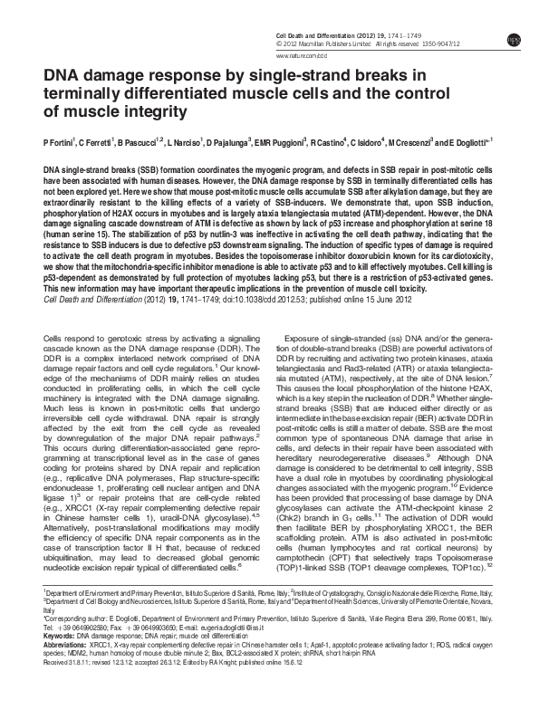 (PDF) DNA damage response by single-strand breaks in terminally ...