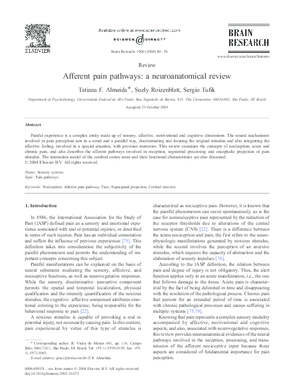 Pain pathway essay 06 image