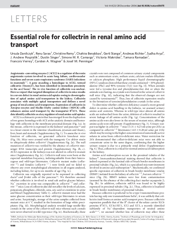 (PDF) Essential role for collectrin in renal amino acid transport
