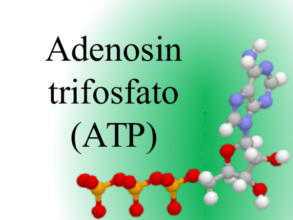 (PPT) Adenosin trifosfato (ATP)