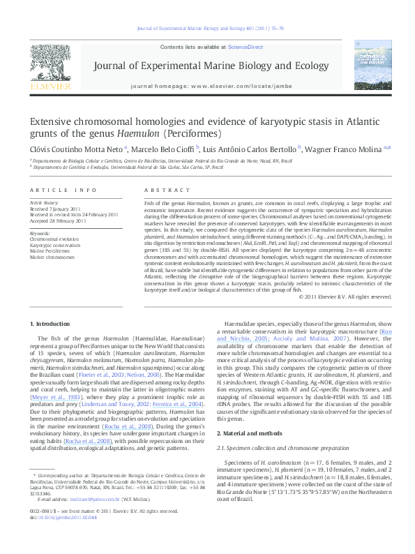 Fish with blue stripes on head image