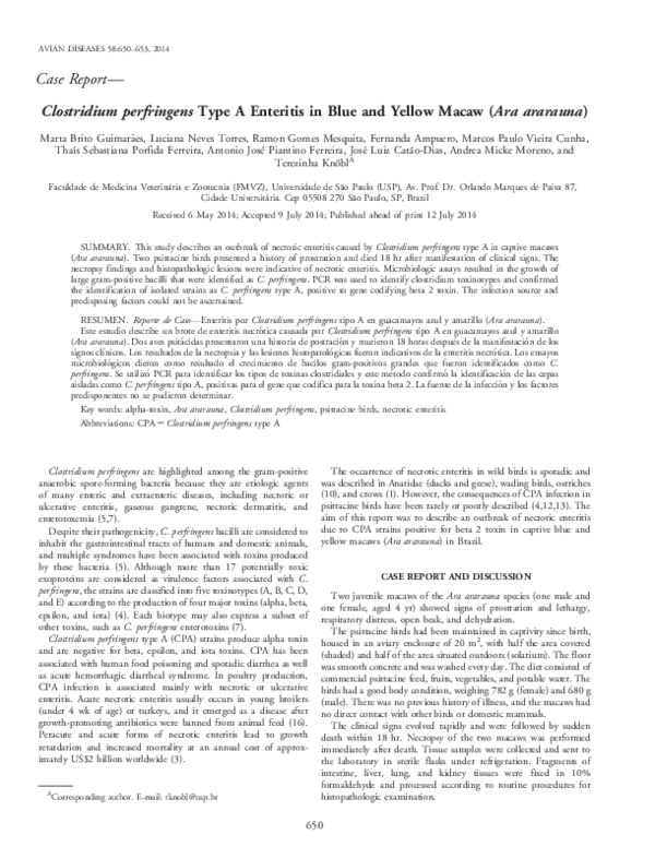 C perfringens cdc picture