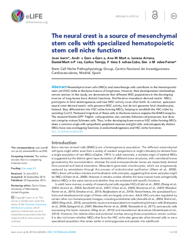 (PDF) The neural crest is a source of mesenchymal stem cells with ...