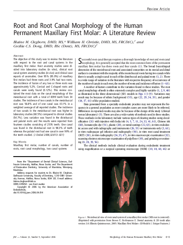 Rhizome literature review picture