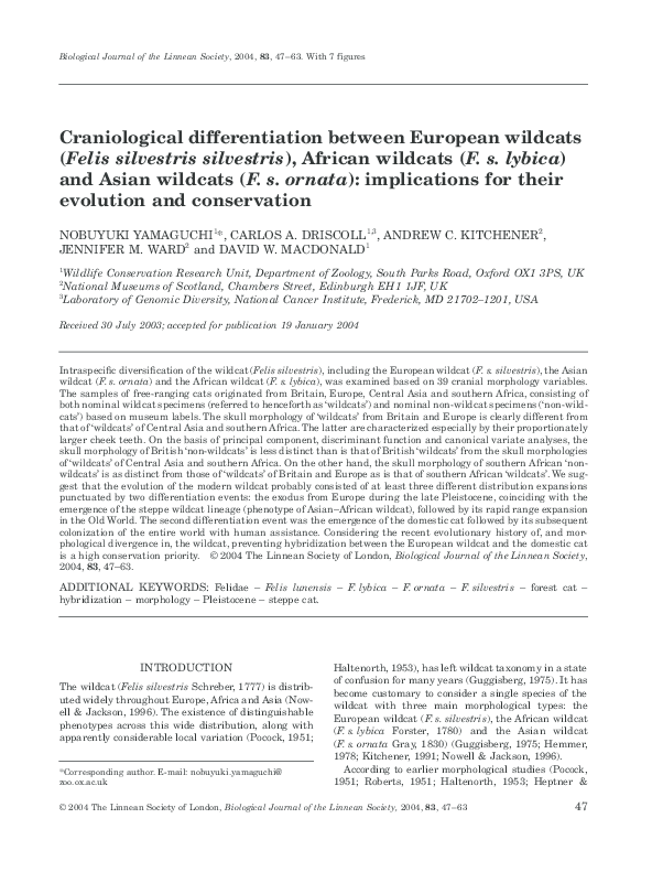 (PDF) Craniological differentiation between European wildcats (Felis ...