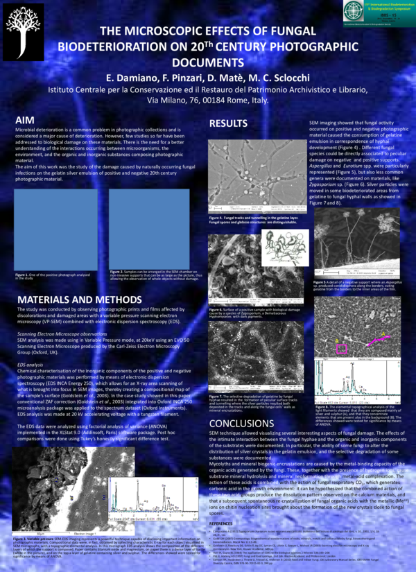 (PDF) THE MICROSCOPIC EFFECTS OF FUNGAL BIODETERIORATION ON 20 Th ...