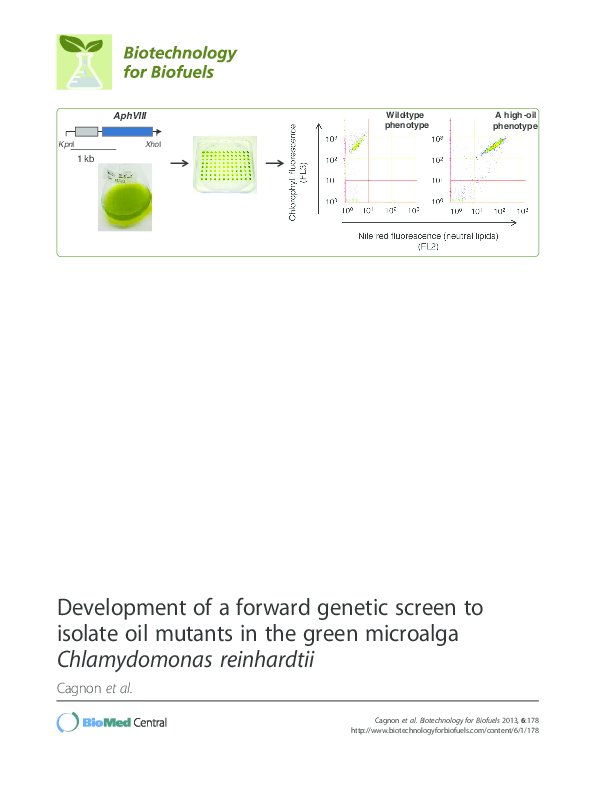 (PDF) Development of a forward genetic screen to isolate oil mutants in ...