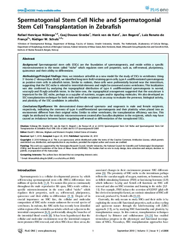 (PDF) Spermatogonial Stem Cell Niche and Spermatogonial Stem Cell ...